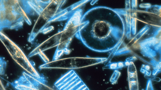 Space station cosmonauts find life in the vacuum of space